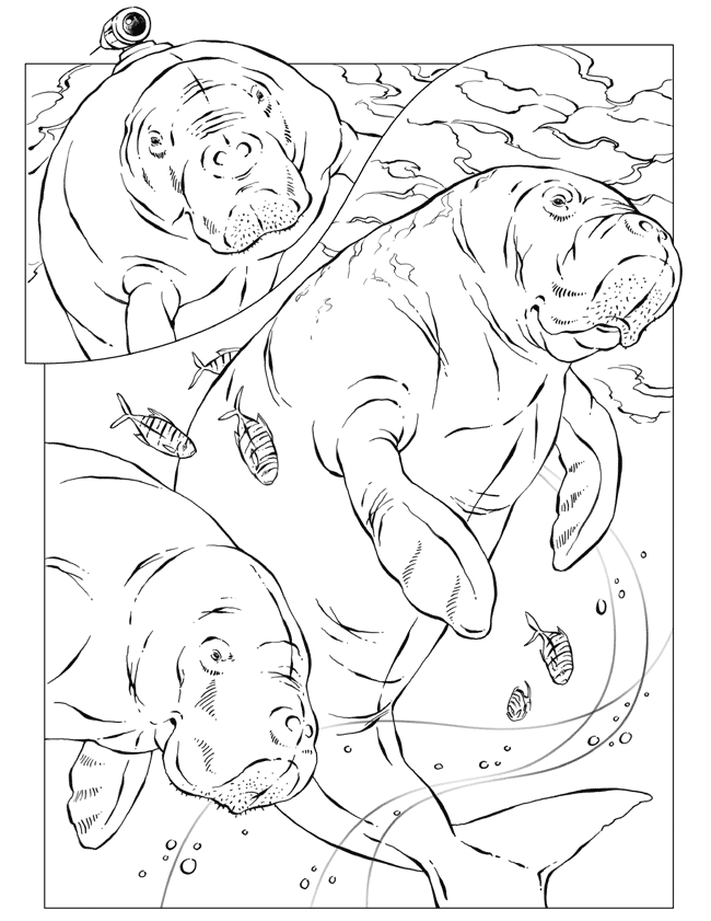 national geographic Colouring Pages