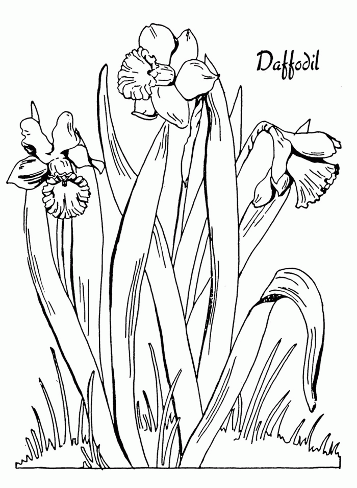 Daffodil Coloring Pages | 99coloring.com