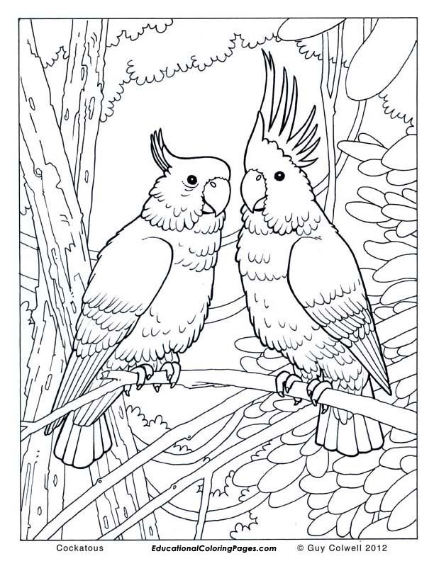 Birds Book One | Educational Fun Kids Coloring Pages and Preschool 