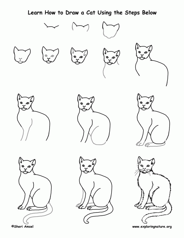 Cat Drawing Lesson -- Exploring Nature Educational Resource