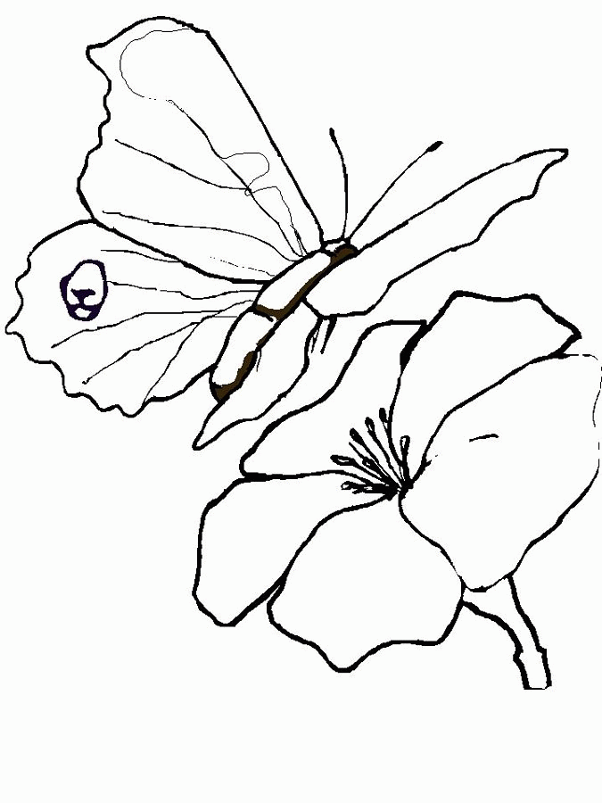 Butterfly-coloring-pictures-4 | Free Coloring Page Site