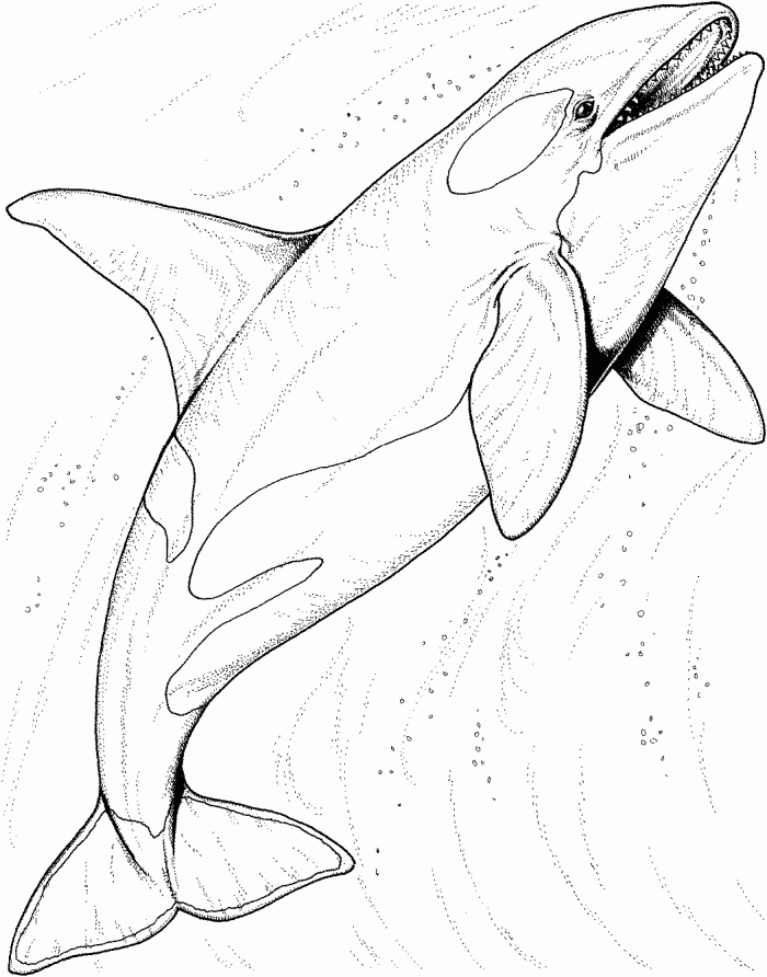 Killer Whale Coloring Page For Kids