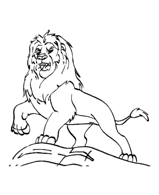 Dominate male lion roaring Coloring Pages | Lion Coloring Page and 