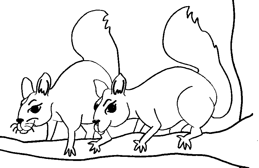 Squirrels Colouring Pages