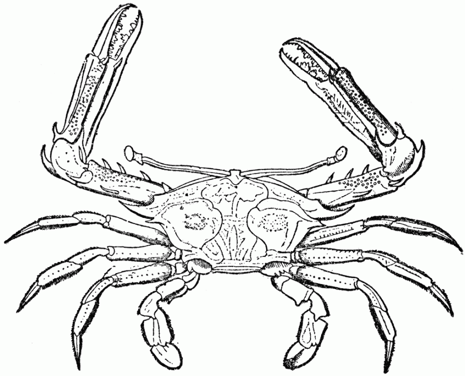 Hermit Crab Coloring Page Coloring Pages 255886 Hermit Crab 