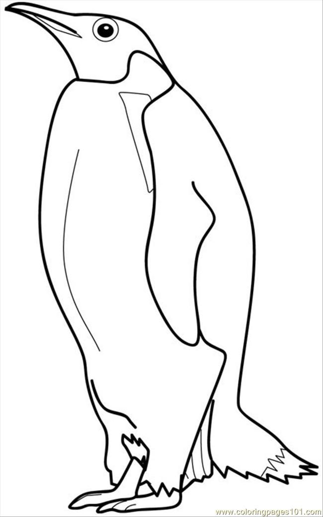 Coloring Pages Penguin6 (Birds > Penguin) - free printable 
