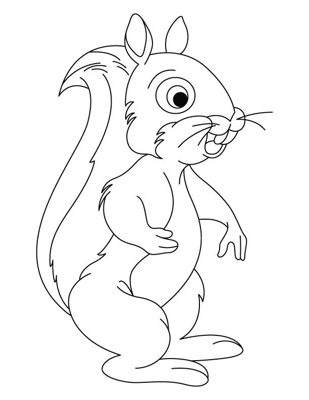 Bushy-tailed squirrel coloring pages | Download Free Bushy-tailed 
