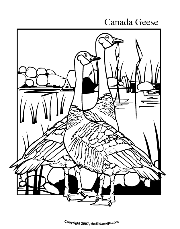 Canada Geese Free Coloring Pages for Kids - Printable Colouring Sheets