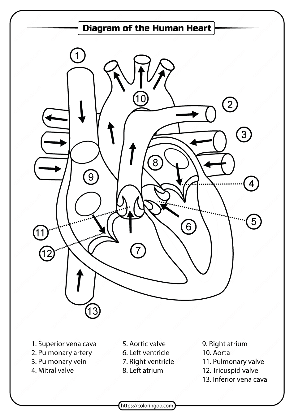 Printable Heart Diagram Worksheet