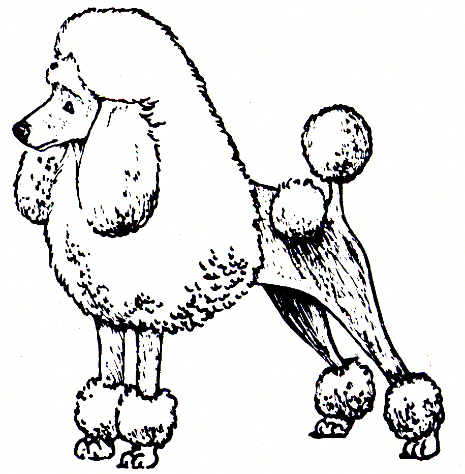 How To Draw A Cartoon Poodle  - Coloring Home