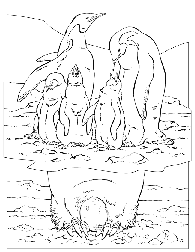 Emperor Penguin coloring - Free Animal coloring pages sheets ...
