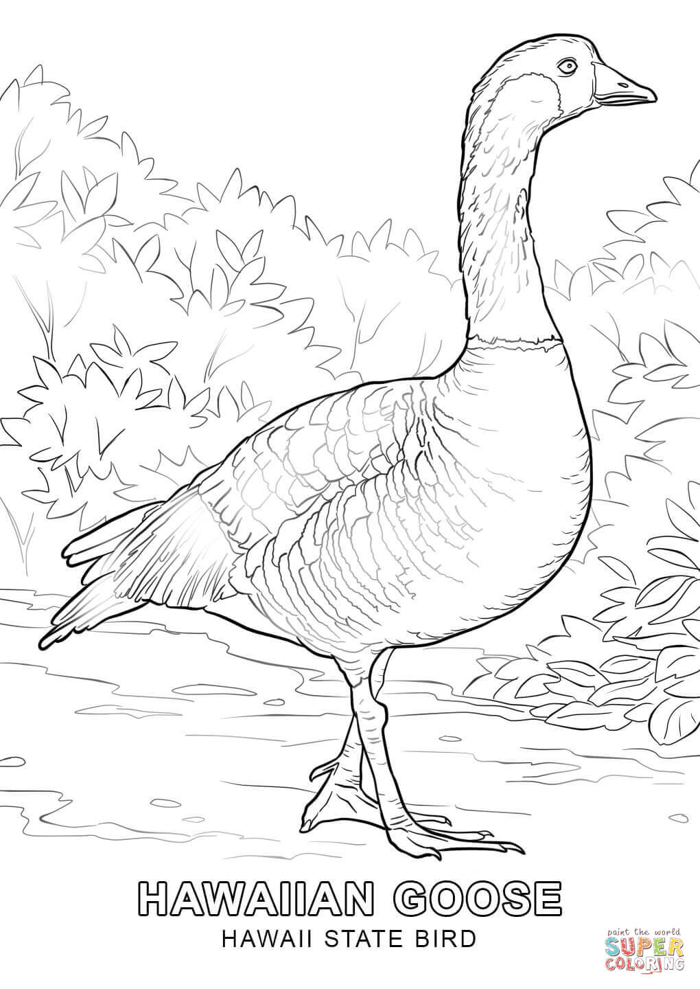 6 Pics of State Bird Coloring Pages - Nevada State Bird Coloring ...