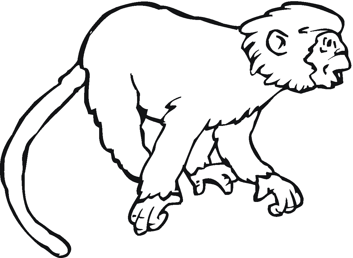 Monkey Colouring Pages - Colorine.net | #13844