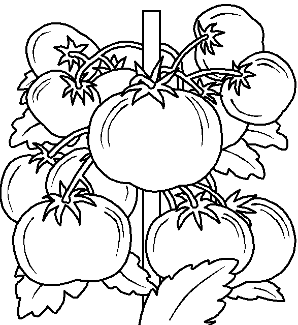 Tomato coloring page | Printable coloring pages