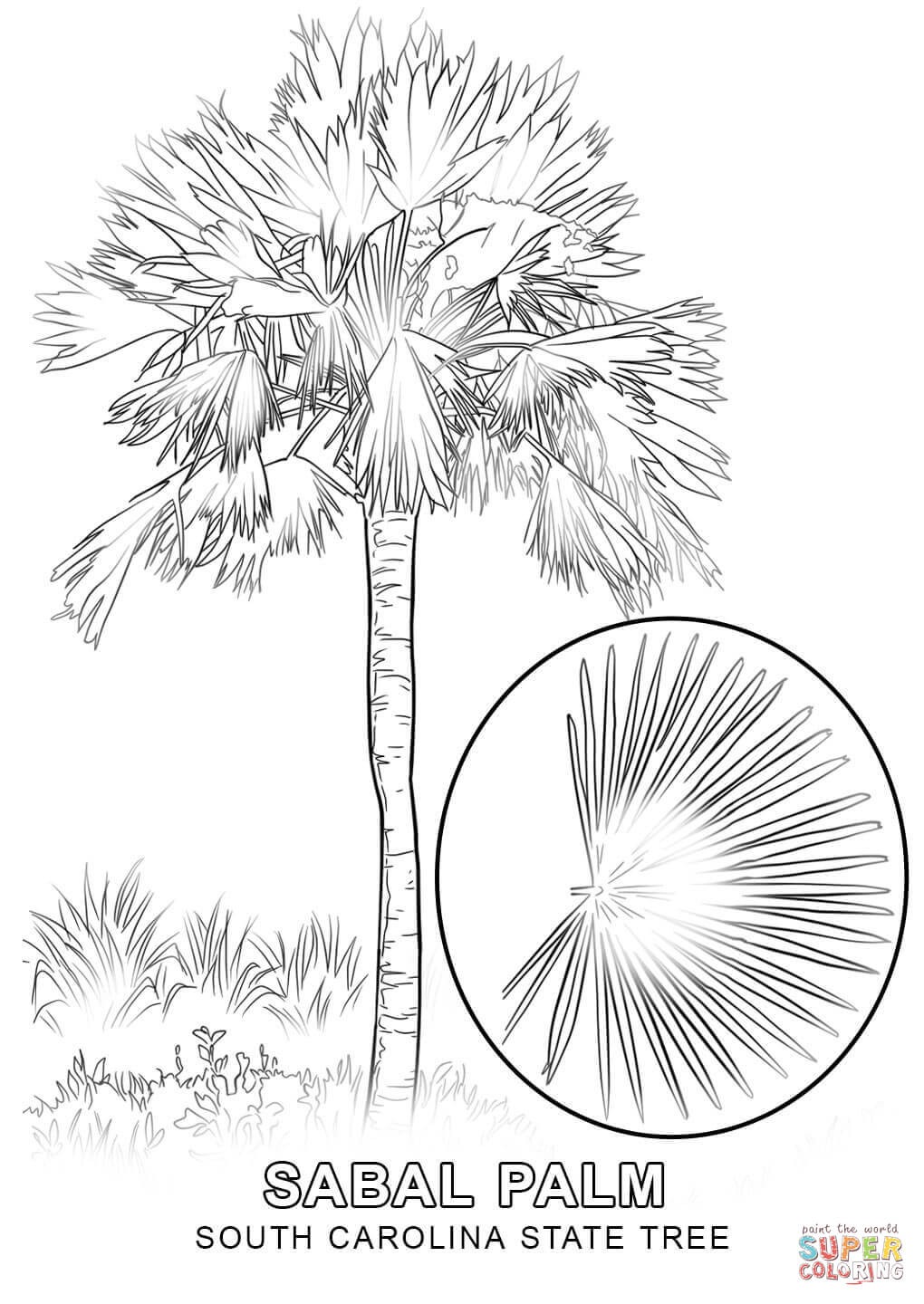 South Carolina State Tree coloring page | Free Printable Coloring Pages