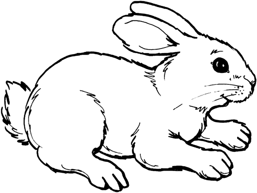 Printable Animals Coloring Pages Sheets | Coloring - Part 5