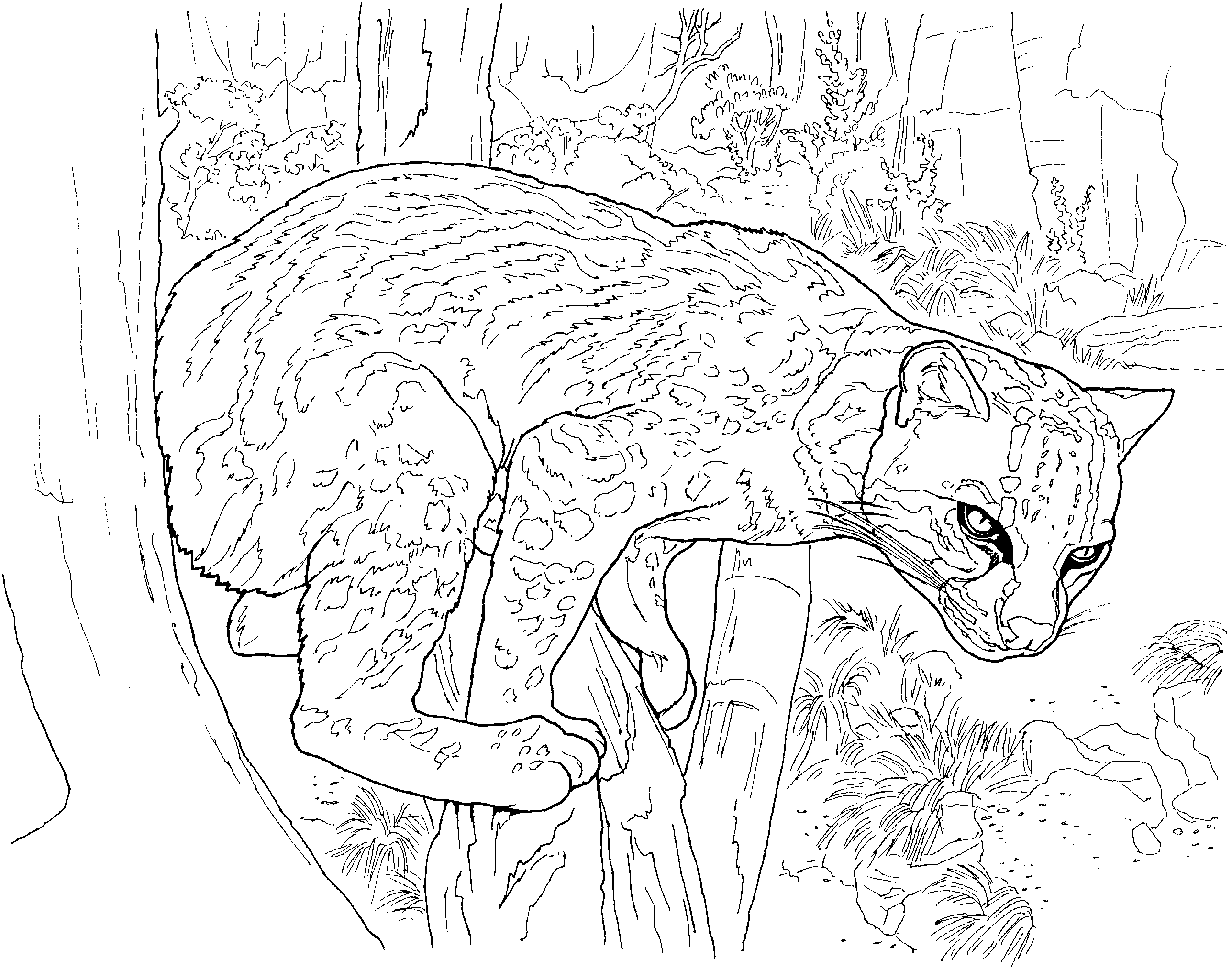 Snow Leopard Coloring Page - Coloring Home