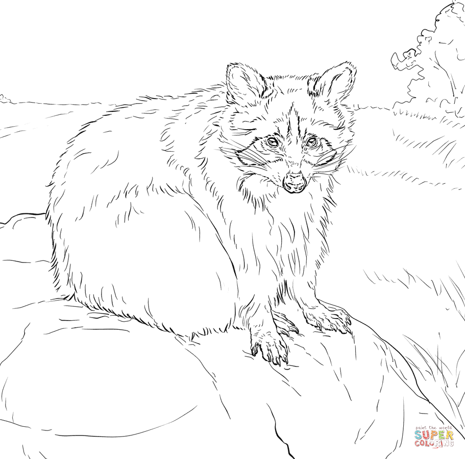 Raccoons coloring pages | Free Coloring Pages