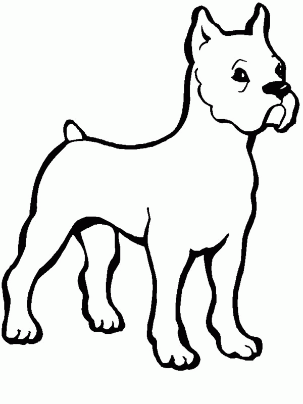 Bull Dog Coloring Page - Coloring Pages for Kids and for Adults