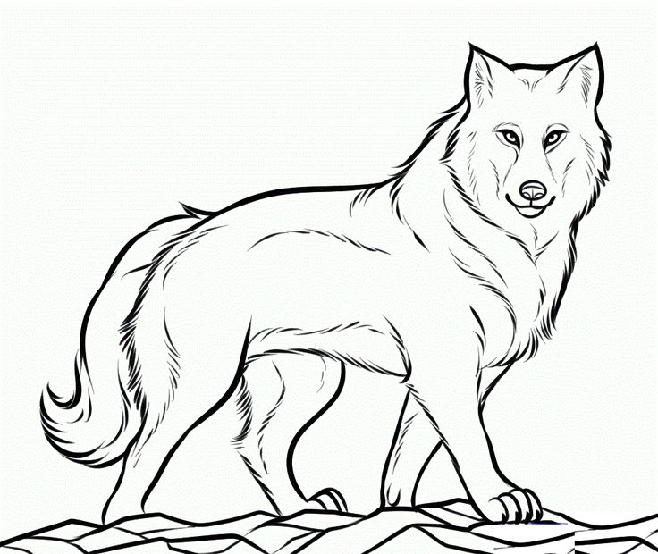 Wolf-Coloring-Pages-Online.gif (995×839) | Wolf colors, Animal coloring  pages, Wolf drawing