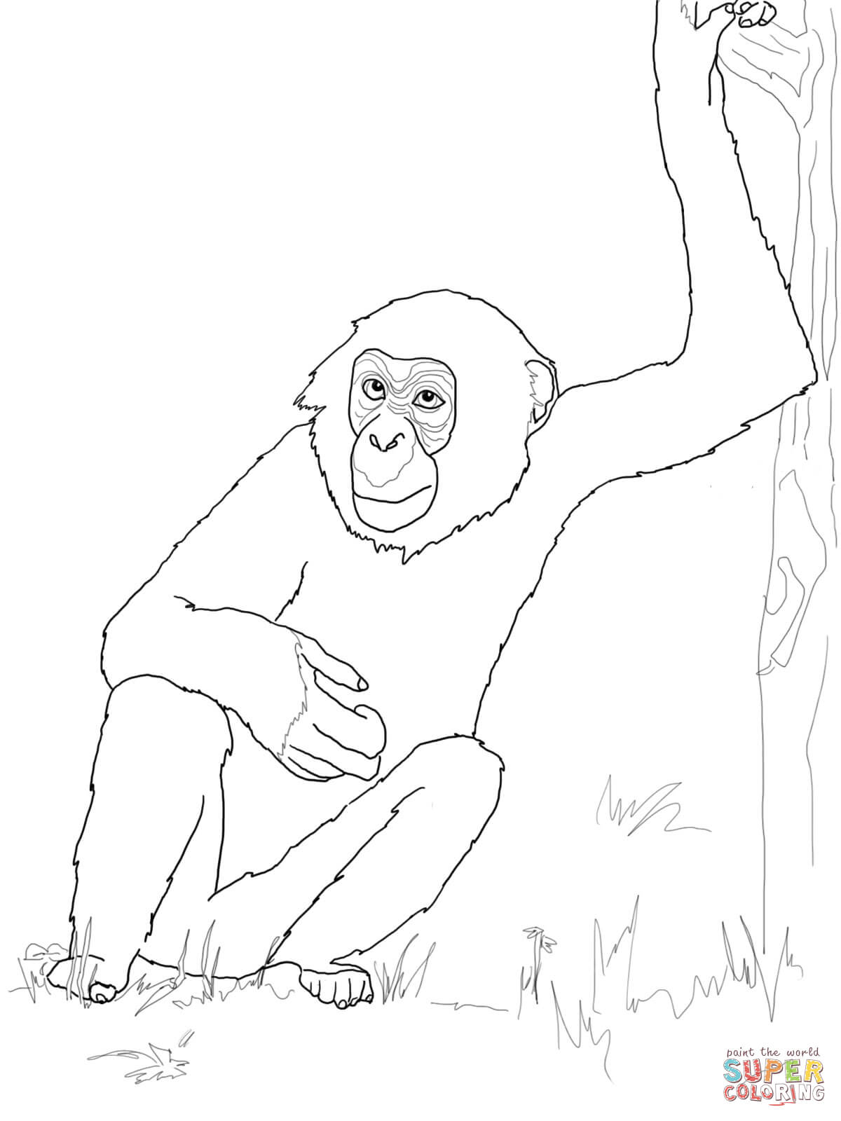 Bonobo Chimpanzee coloring page | Free Printable Coloring Pages