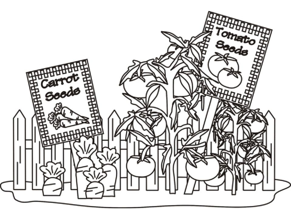 Printable Tomato and Carrot Seeds coloring page for both aldults ...