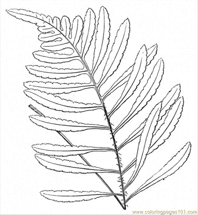 Fern 7 Coloring Page for Kids - Free Trees Printable Coloring Pages Online  for Kids - ColoringPages101.com | Coloring Pages for Kids