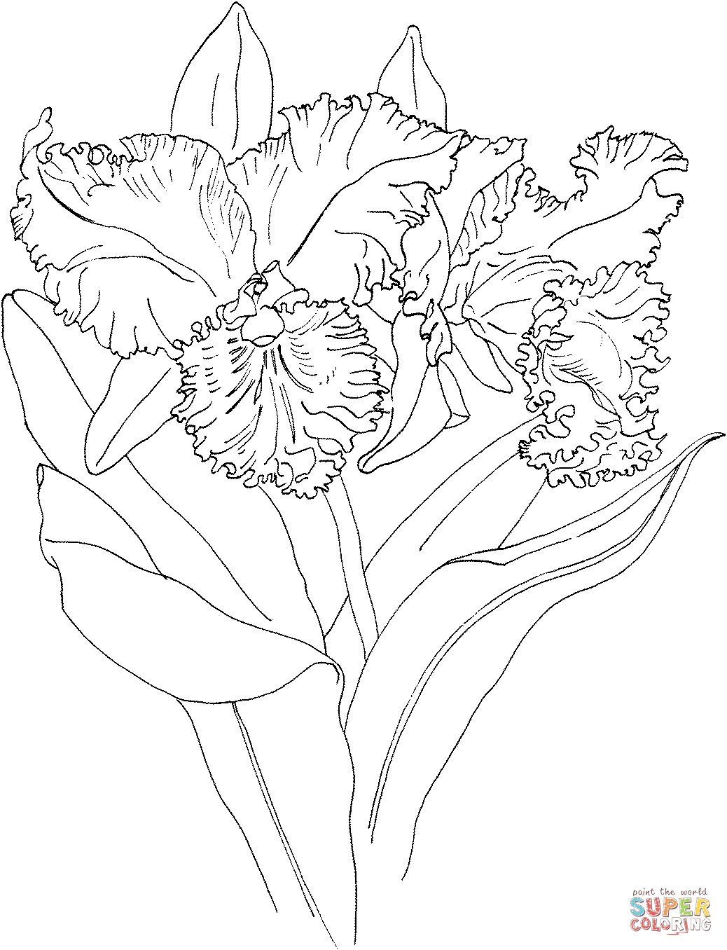 coloring pages of orchids | coloring page to view printable ...