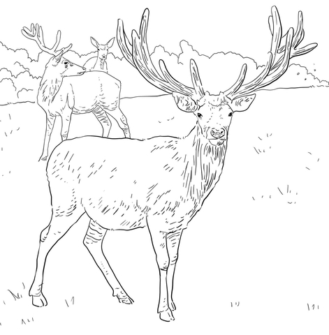 Deers coloring pages | Free Coloring Pages
