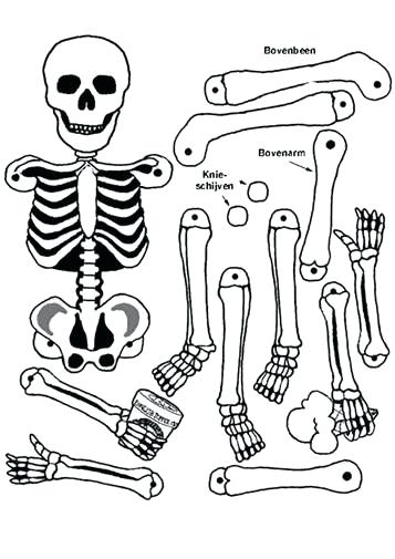 Kids Coloring Pages Human Body Sheets - Human Body Coloring Sheets |  behindthegown.com