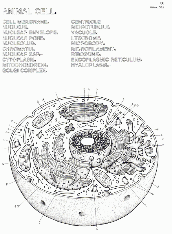Coloring Pages Of A Plant Cell