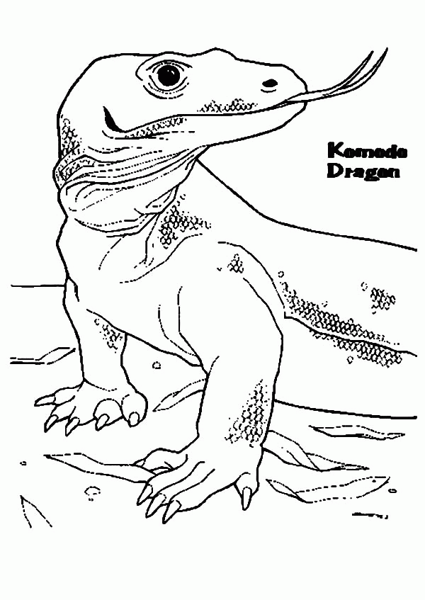 Komodo Dragon Coloring Page