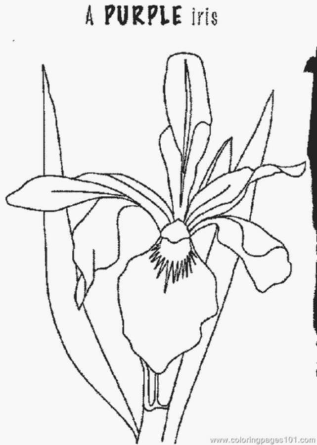 Coloring Pictures Of Iris Flowers – Coloring Pics