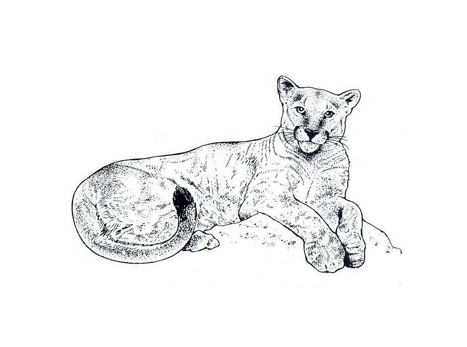 Free coloring pages of Florida Panther