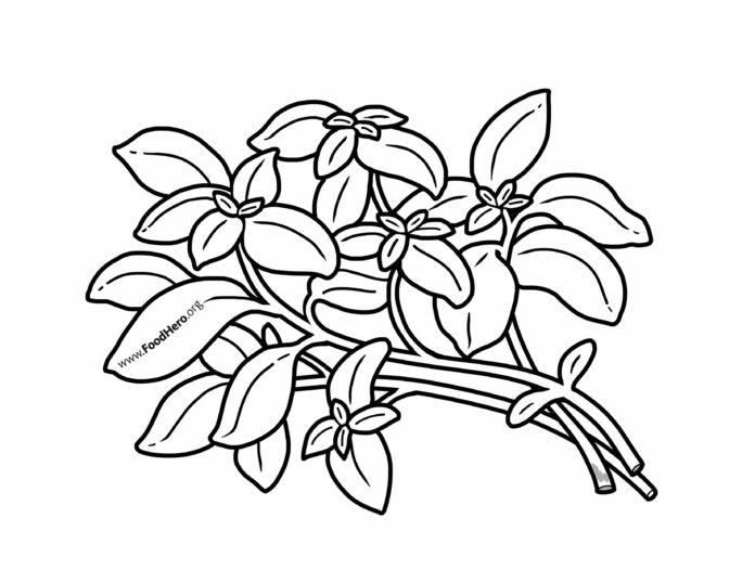 Herbs coloring book drawing to print and online