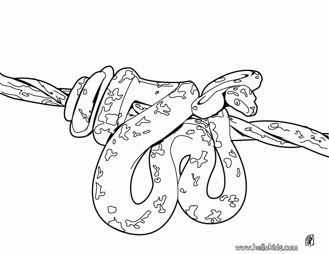 SNAKE coloring pages - Boa snake