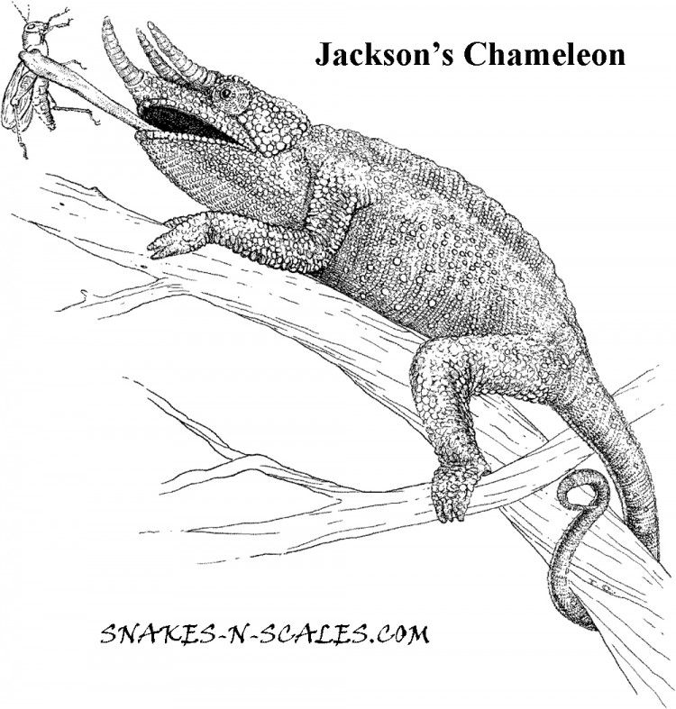 Jackson's Chameleon Coloring Page - Snakes-N-Scales | Snakes-N-Scales