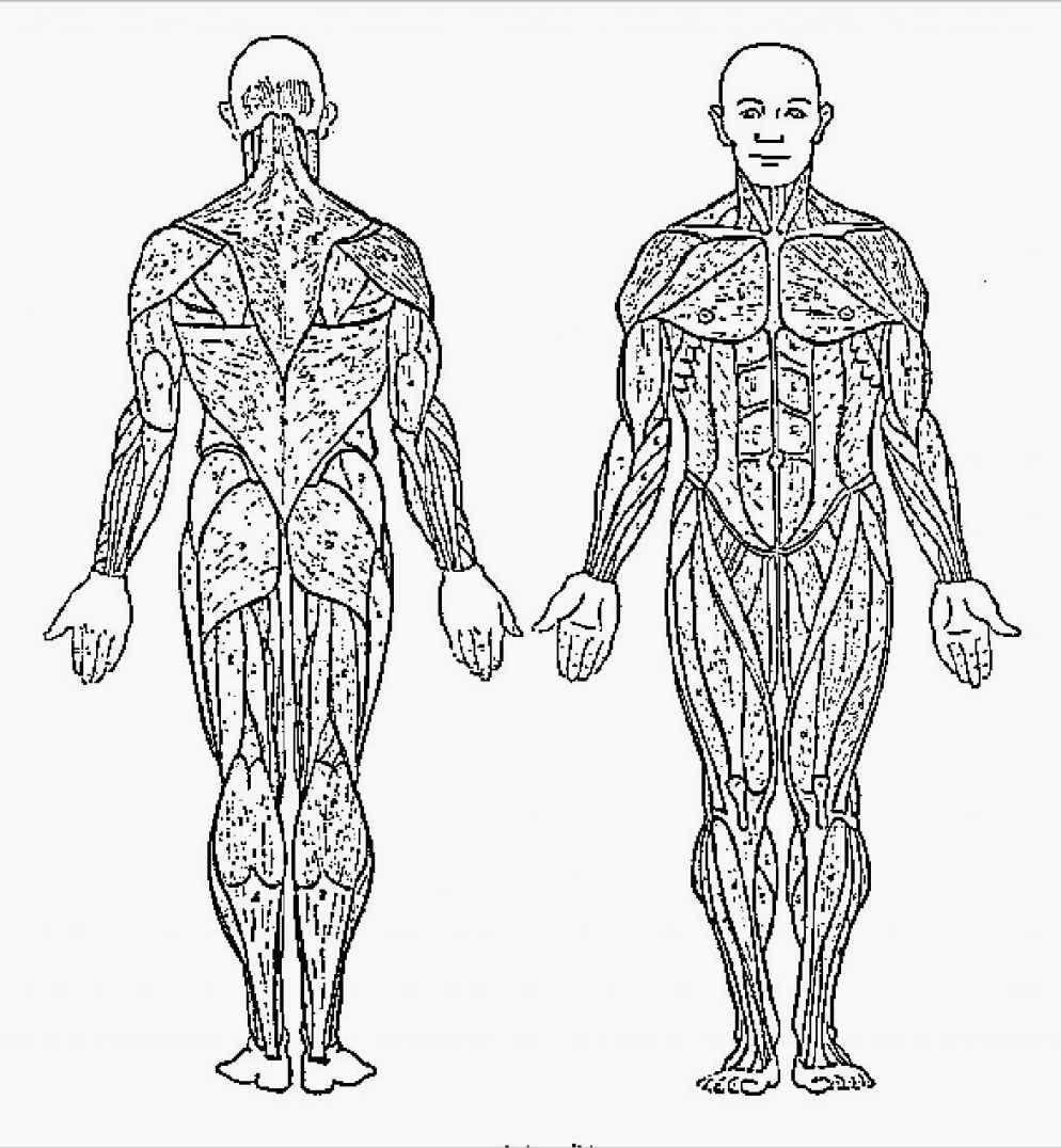 Chest Anatomy Muscle Worksheet Coloring Pages