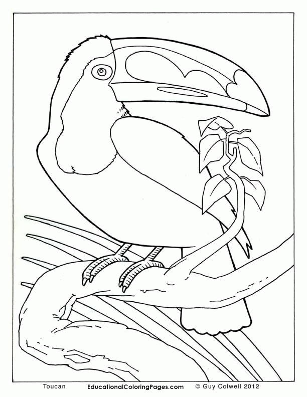 Coloring Pages Animals Realistic | Nucoloring.xyz