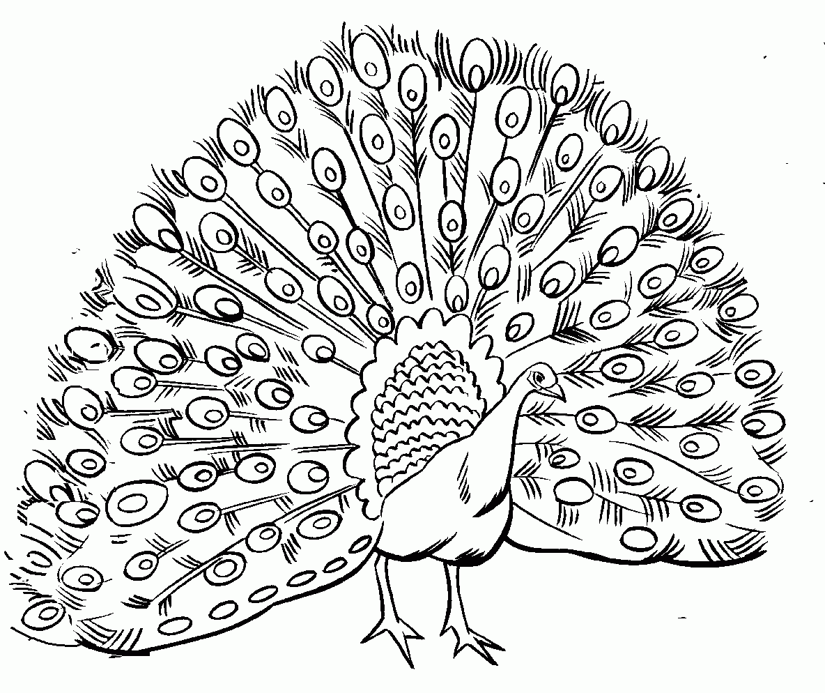 Related Peacock Coloring Pages item-10999, Peacock Coloring Pages ...
