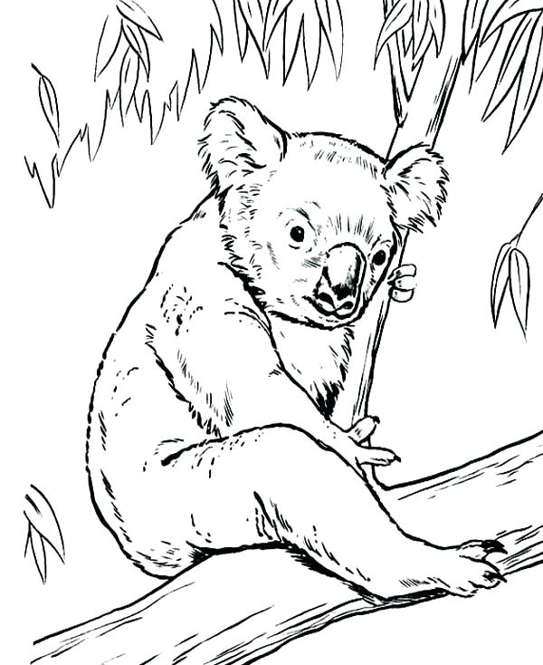 Realistic Koala Coloring Pages Coloring Home