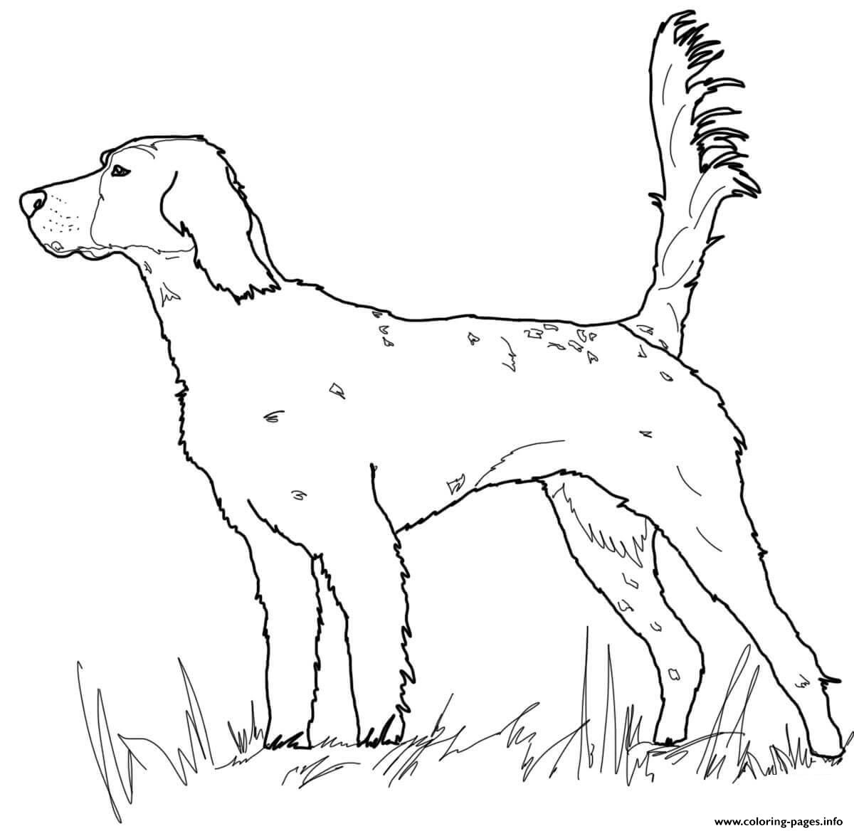 English Setter Dog Coloring Pages Printable