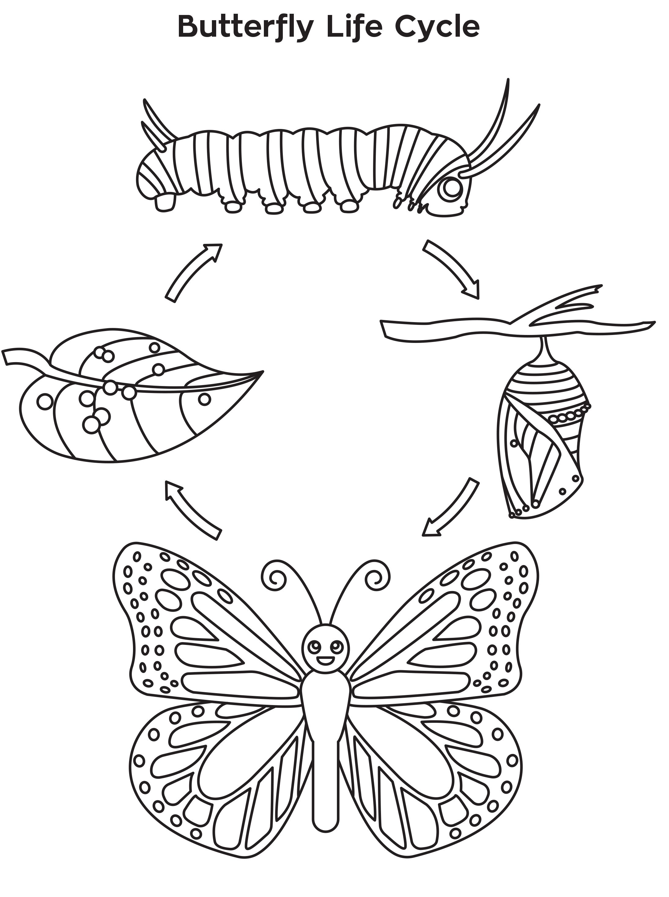Meeting 6: Butterfly Life Cycle Coloring Sheet | Life cycles