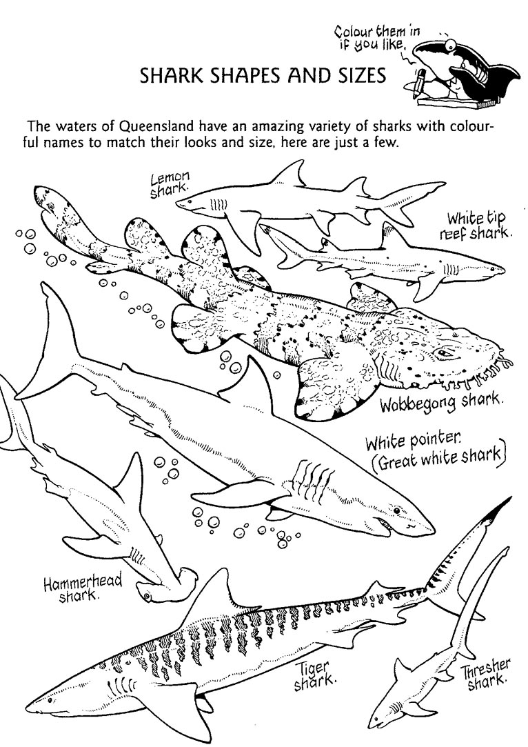 Shark Coloring Pages – coloring.rocks!