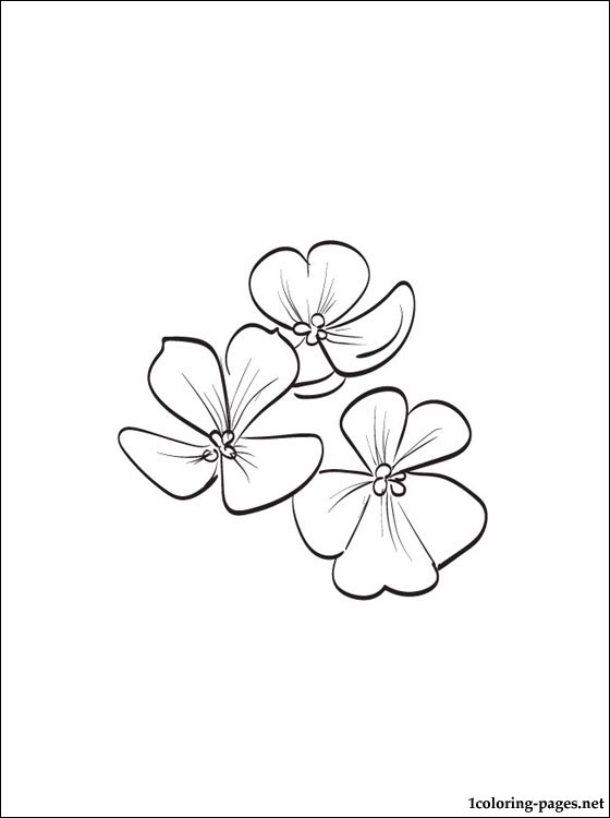 Violet printable and coloring page | Coloring pages