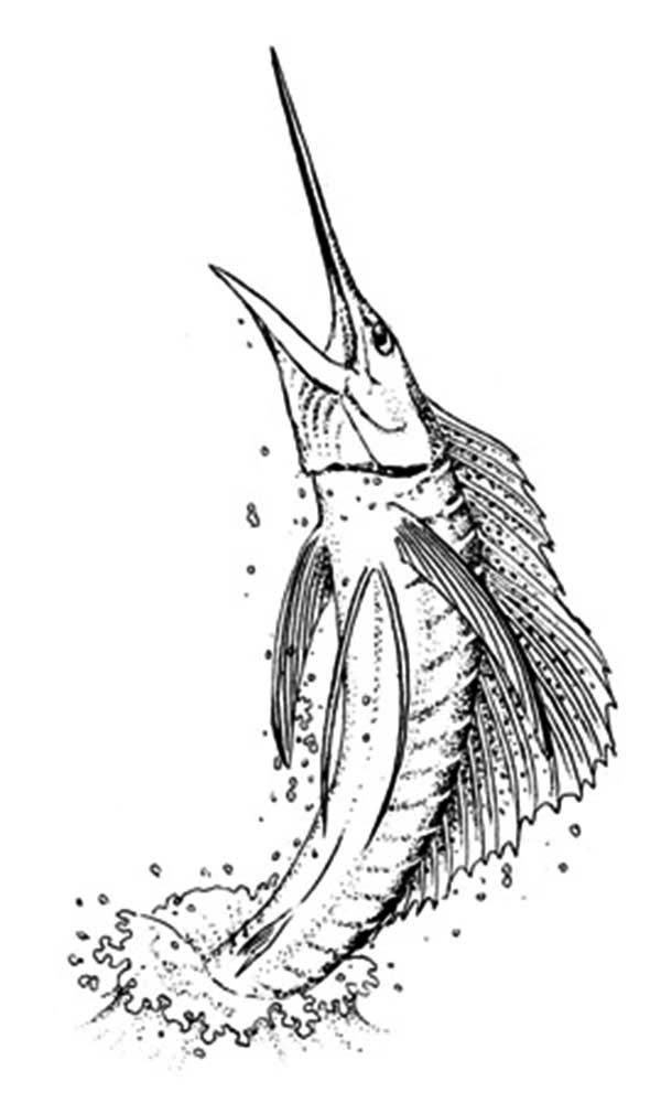 Sailfish Is A Swordfish Coloring Page : Color Luna | Coloring pages, Fish  artwork, Sillouette art