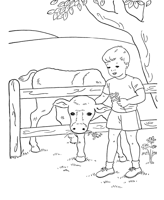boy coloring pages feeding cow printable kids