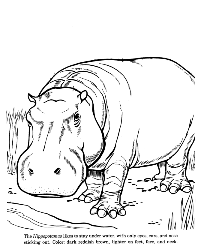 Animal Drawings Coloring Pages | Hippopotamus animal 
