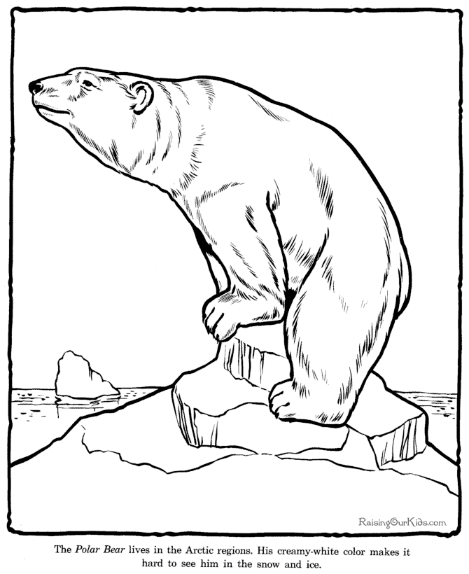 Polar Bear coloring sheets and pictures