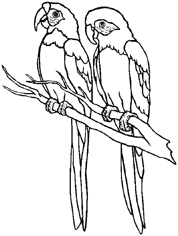 Pictures Of Parrots To Color - Coloring Home